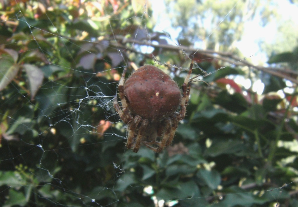 Araneus angulatus